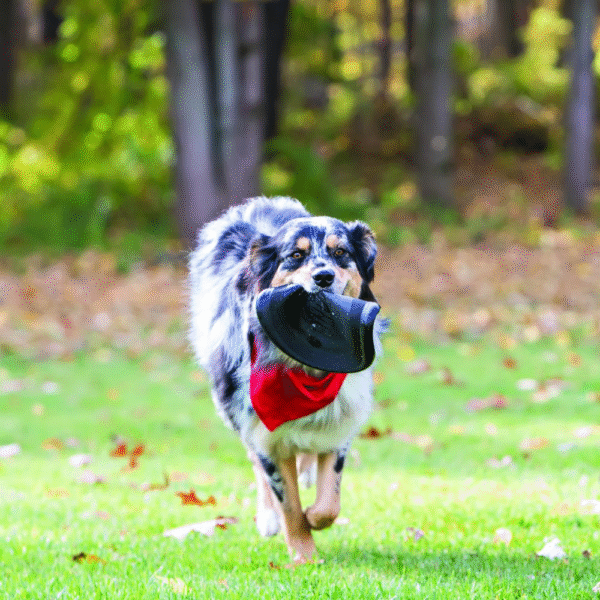 Kong Extreme Flyer Dog Toy